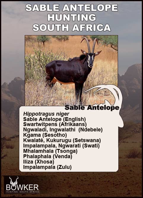 Sable in the grass lands. Sable local names in African languages.