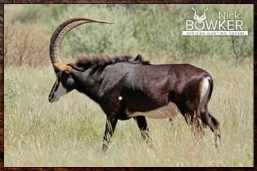 Sable and Nyala are the signature trophies in our starter $6500. package.