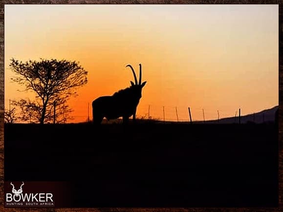 Sable antelope trophy at sunset