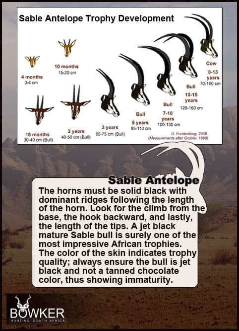 Sable horn development over time.