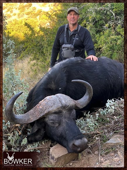 South African cape buffalo safari