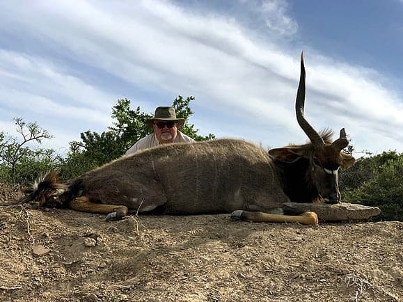 One horned Nyala shot in a cull hunt. 