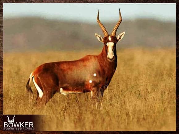 Blesbok are included in a south African plains game cull hunt.