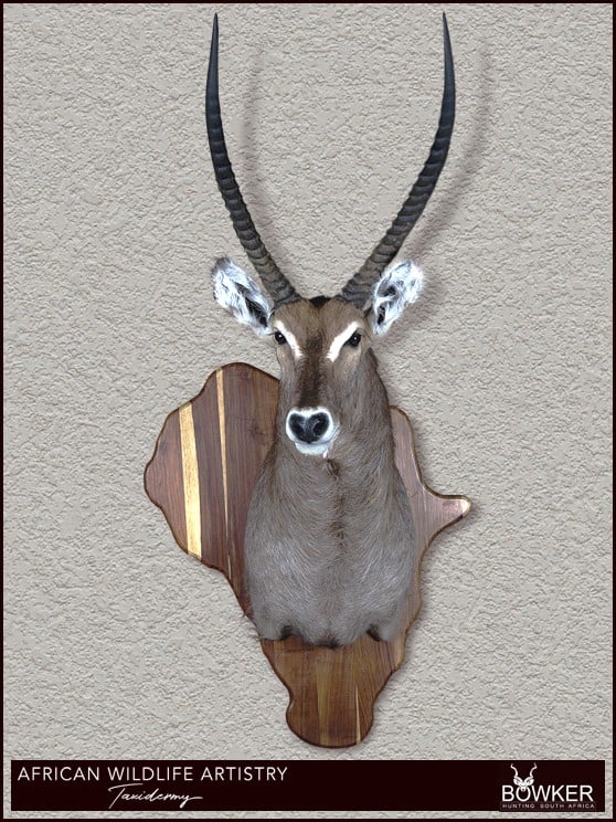 Waterbuck shoulder mount- South African Taxidermy
