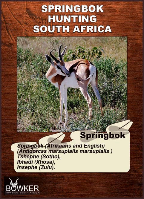 Springbok names in African languages.