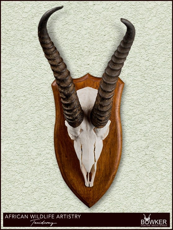 Springbok skull mount.