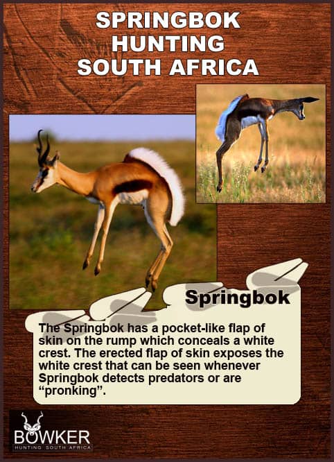 Springbok prancing.