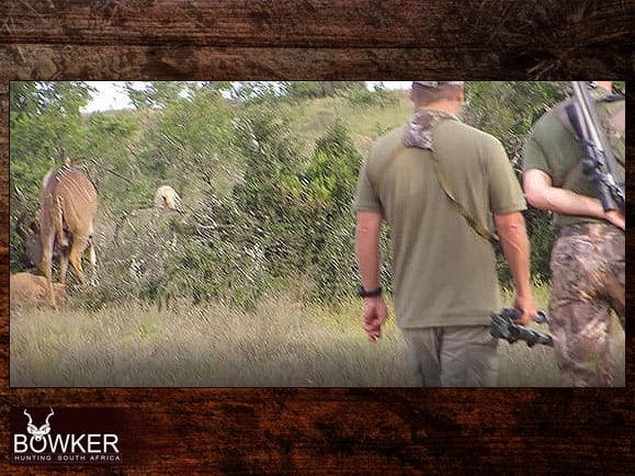 Stalking a kudu on our African safari adventure.