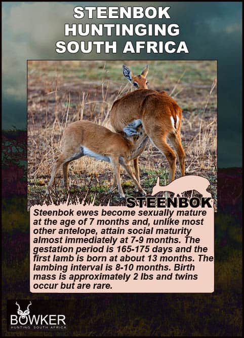 Steenbok mother and lamb. Steenbok breeding.