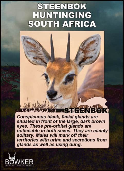 Steenbok description and facial glands.