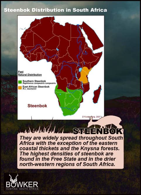 Steenbok Trophy hunt. Steenbok distribution across Africa.