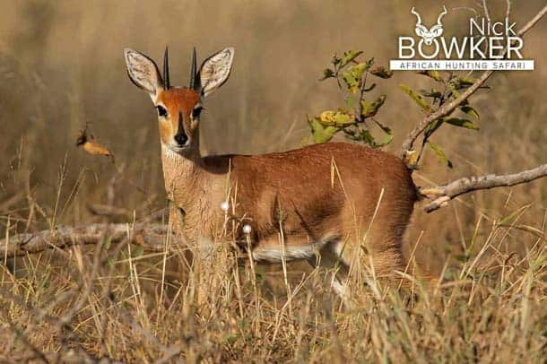 Shot placement should be on the bottom third of the shoulder for steenbok hunting.