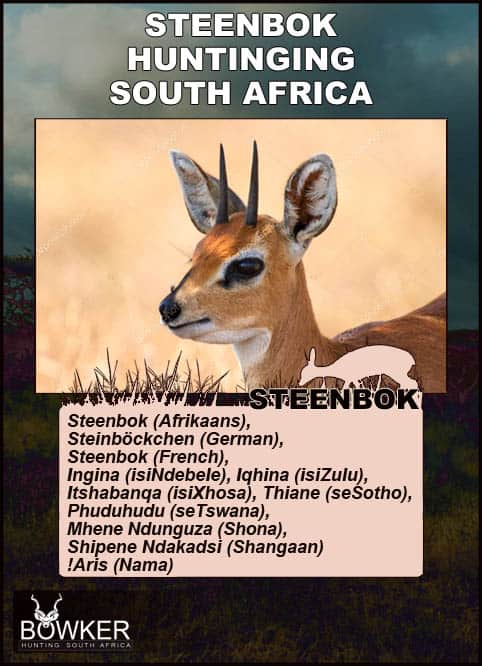 Description of the steenbok.