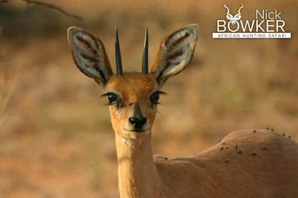 Steenbok trophy hunting. Males have horns while females do not.