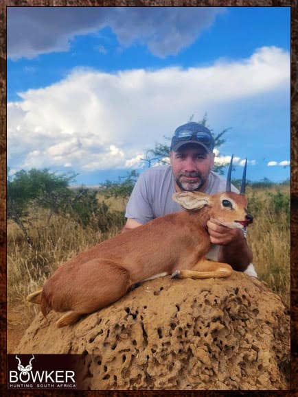 Steenbok safari hunting in South Africa