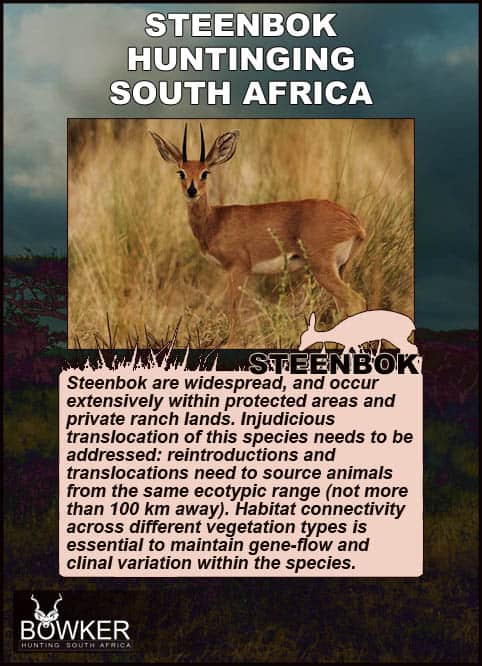 Steenbok in the plains. Steenbok species.