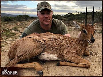 Steenbok trophy hunted in the Eastern Cape South Africa.