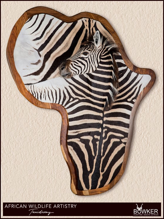 Taxidermy Africa - Zebra rug