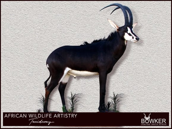 Taxidermy - sable full mount