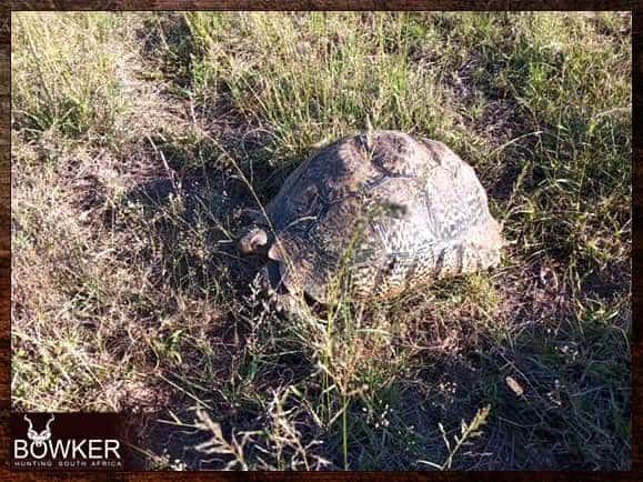 Tortise encountered while hunting.