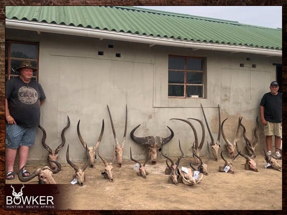 Successful trophy hunt. Trophies ready for shipment to the taxidermist.