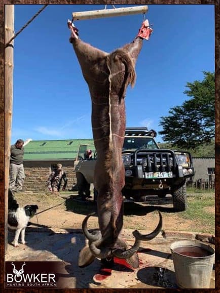 Kudu trophy taken on my African hunt