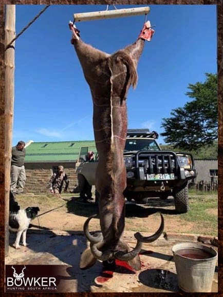 Kudu shot while trophy hunting in South Africa