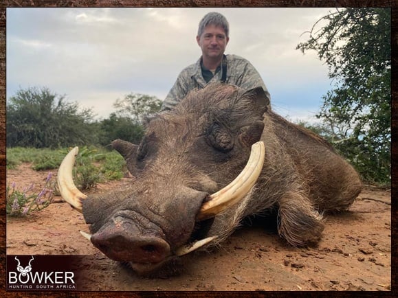 Warthog African safari hunt with Nick Bowker.
