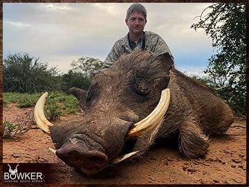 Warthog hunting in Africa.