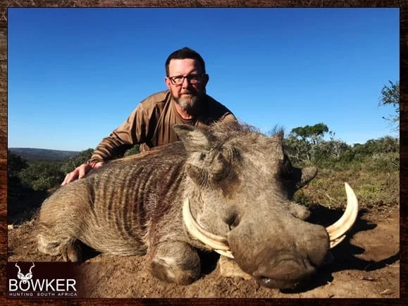 Warthog shot off african shooting sticks.