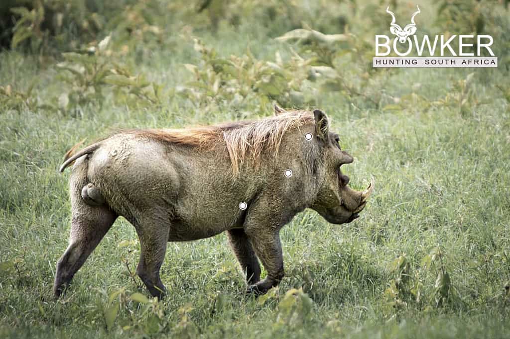 Giant Warthog