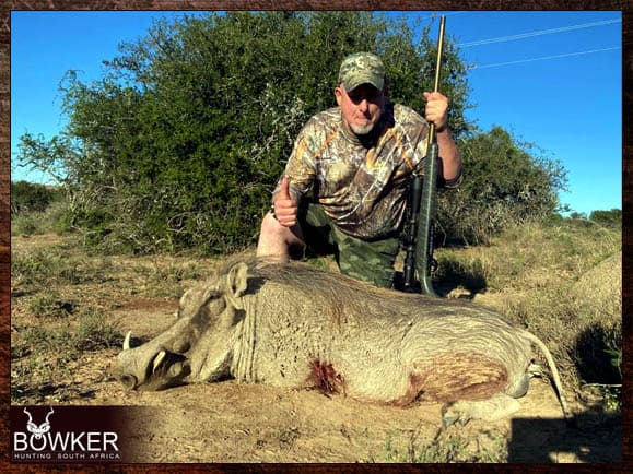 Warthog cull hunting in the Eastern Cape South Africa