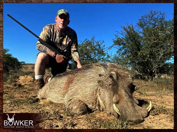 Warthog cull taken in South Africa