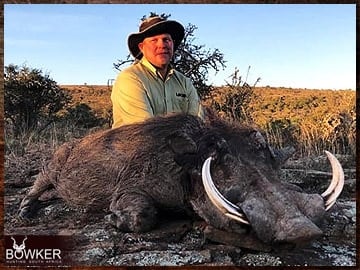 Warthog trophy hunted in South Africa.