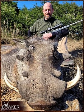 Warthog trophy hunted in South Africa.
