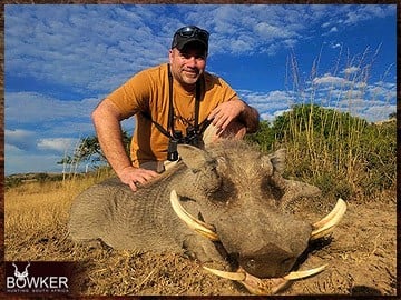 Warthog trophy hunting in South Africa.