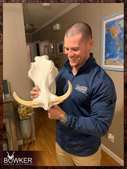Warthog trophy skull mount hunted in Africa