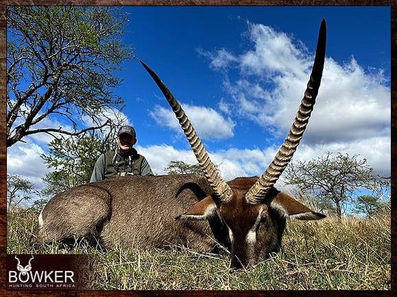 Waterbuck African hunt with Nick Bowker.