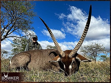 African waterbuck hunt with Nick Bowker.