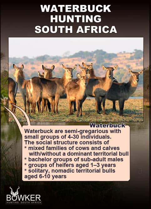 Waterbuck herd behaviour.