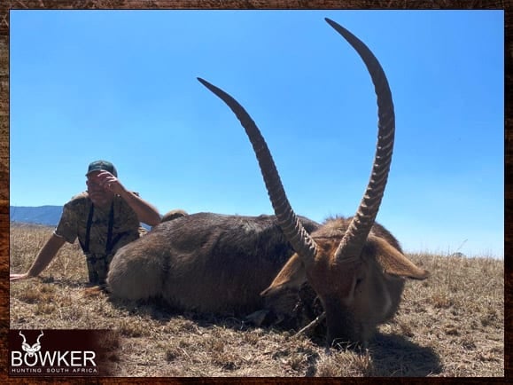 Waterbuck trophy hunting in South Africa