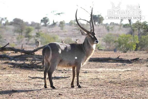 Shot placement should be on the bottom third of the shoulder for hunting waterbuck