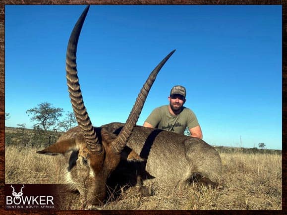 Waterbuck hunting in South Africa