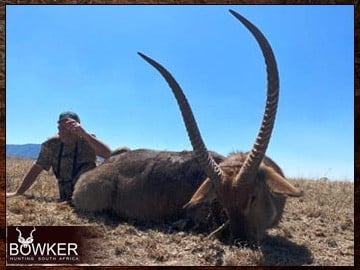 Waterbuck trophy taken with Nick Bowker in South Africa.