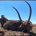 Waterbuck trophy hunted in South Africa.