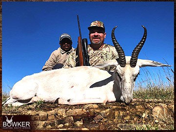 White springbok hunting in Africa.