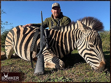 Zebra rifle hunted in Africa.