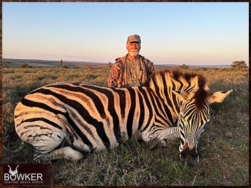 Zebra rifle hunted in Africa.