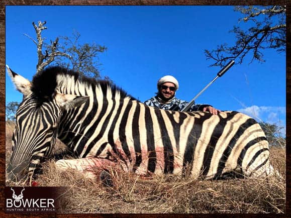 Zebra Hunting in South Africa