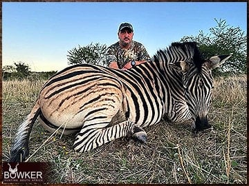 Zebra hunted in 2023.